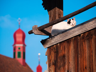 A cat on the top of wooden building and the blurred bell towers of the church of Flueli-Ranft,...