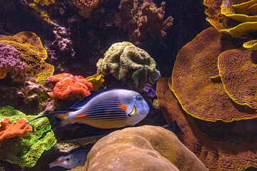 Sohal surgeonfish of family Acanthuridae from Red Sea in Egypt. Acanthurus sohal species living in Red Sea and Persian Gulf