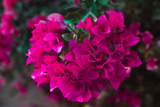 Tropical island resort beach flowers bushes. Red exotic flowers with copy space. Pink Bougainvillea African plant.