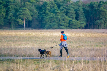 man in a high visibility orange top jogging on an unmade track road with 2 dogs attached to waist band leads