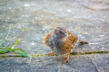 close up of a dunnet (Prunella modularis) hunting for food amongst patio garden stones 