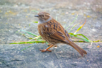 close up of a dunnet (Prunella modularis) hunting for food amongst patio garden stones 