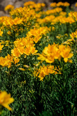 yellow flowers in the garden