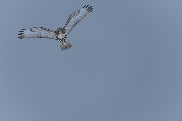 Coopers Hawk hunting