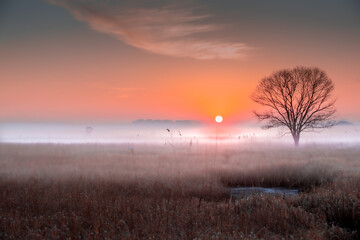 Morning landscape with plain trees and sunrise
