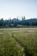 Colorado Weminuche Wilderness Scenery and Meadow