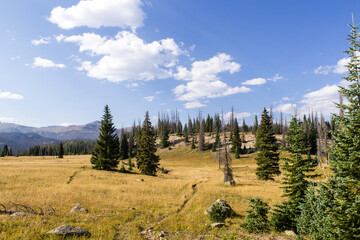 Colorado Weminuche Wilderness Meadow Scenery
