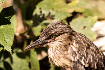 Nycticorax nycticorax in a park in Brazil