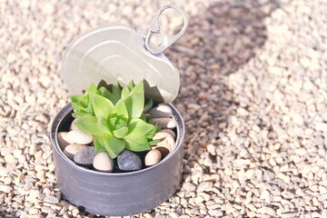 Recycled tin with succulent. A single succulent plant in a recycled metal tin with pebble and gravel.  