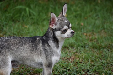 Chihuahua
