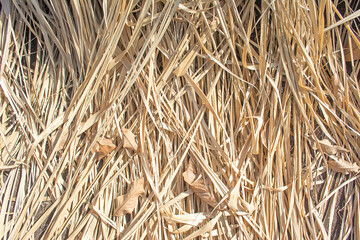 brazilian dry busht texture background