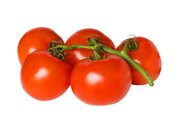 Five ripe tomatoes on a green twig