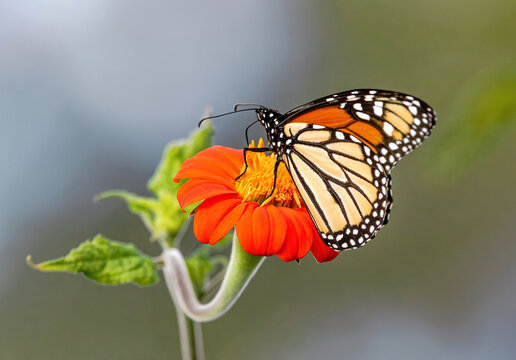 A Monarch Butterfly photographed atop an undulating, vibrantly orange, Mexican Sunflower.