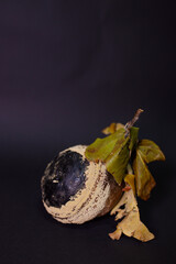 rotten and spoiled quince on black surface. It has become unfit for human consumption. Conceptual photo about young and old age, inner beauty, loneliness, lies, illness, decomposition. Dorian Grey