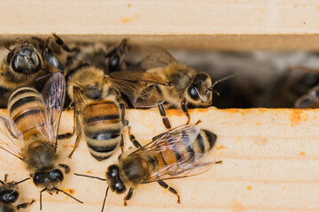 Bee hives