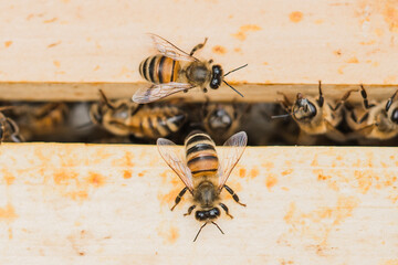 Bee hives
