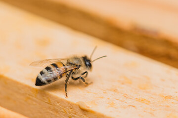 Bee hives