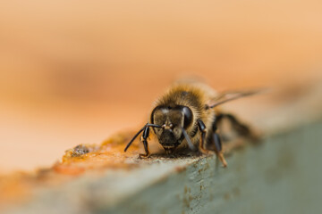 Bee hives
