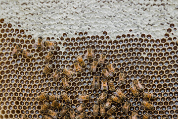Bee hives