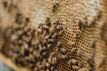 Bee hives