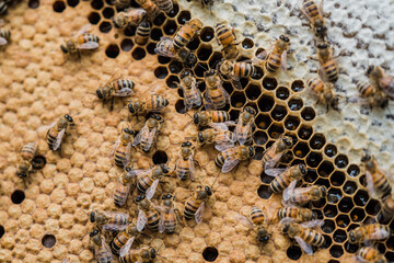 Bee hives