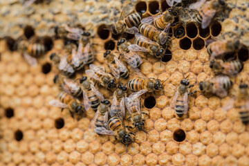 Bee hives
