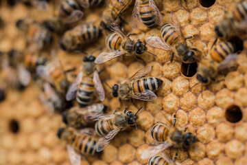 Bee hives
