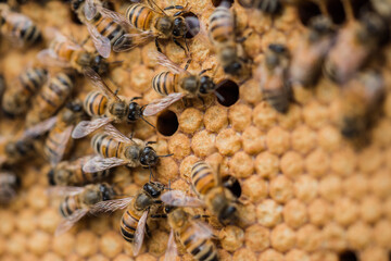 Bee hives