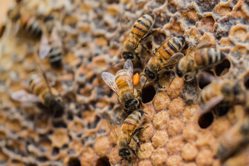 Bee hives