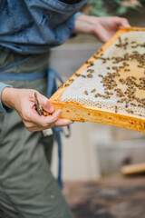 Beekeeper