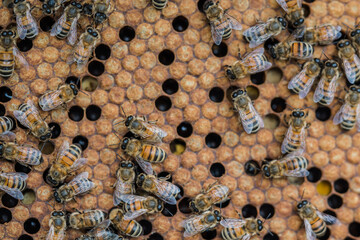 Bee hives
