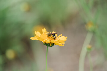 yellow flowers