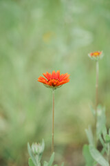 Zinnias