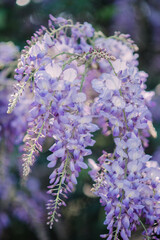 Wisteria