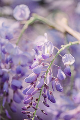 Wisteria
