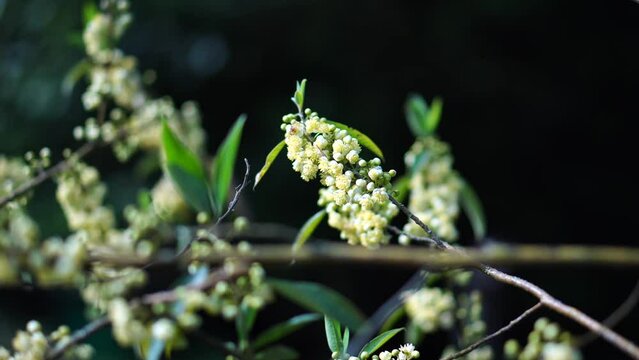 Litsea cubeba Pers. Plant that occurs on mountains.