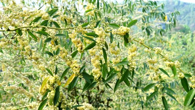 Litsea cubeba Pers. Plant that occurs on mountains.