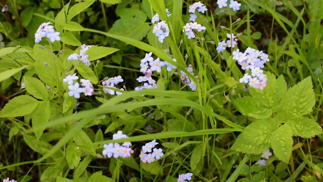 Forget-me-not flowers in the field, static camera, wind movement. High quality FullHD footage
