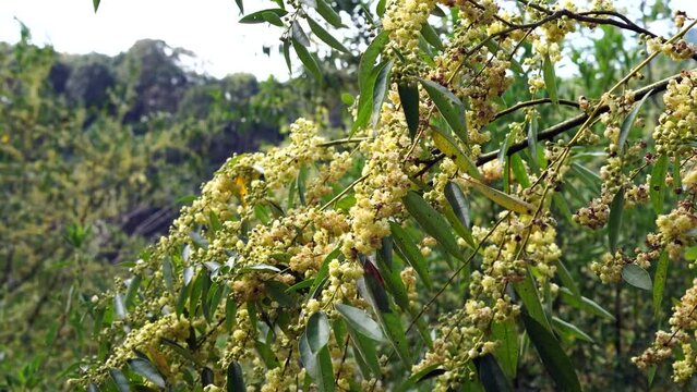 Litsea cubeba Pers. Plant that occurs on mountains.