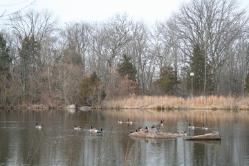 ducks on the lake