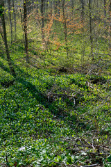 Bärlauch Pflanzen wachsen auf dem Waldboden