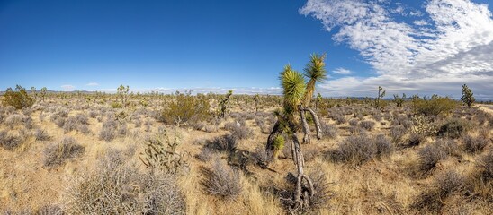 Panoramic image over Southern California desert with cactus trees during daytime