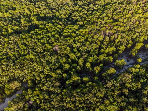 Beautiful rainforest in the Atlantic Forest in Rio Vermelho state park with tall pines and morning sun lighting. Drone view, top view