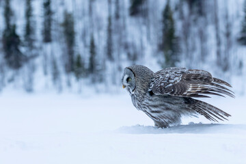 Great grey owl, Strix nebulosa with fluffy feathers standing in the snow