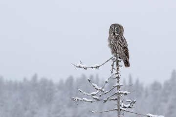 Magnificent and beautiful bird of prey, Great Grey Owl, Strix nebulosa, sitting on the top of a tree and looking over its premises in Finnish taiga forest. Northern Europe