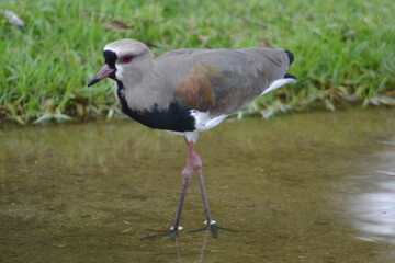 southern lapwing (quero-quero) - close up