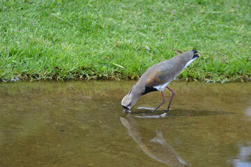 southern lapwing drinking water
