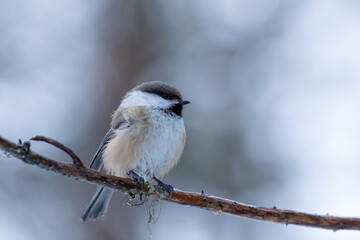Small brown songbird Siberian tit, Poecile cinctus, perched on a branch on cold and dark winter day in Northern Finland, Europe	 - 485231014