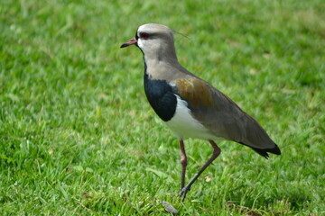Southern Lapwing