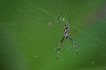 spider on the web